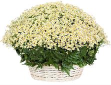 Цветочная композиция из Ромашки в корзине #REPLACE_PRED# Струнино